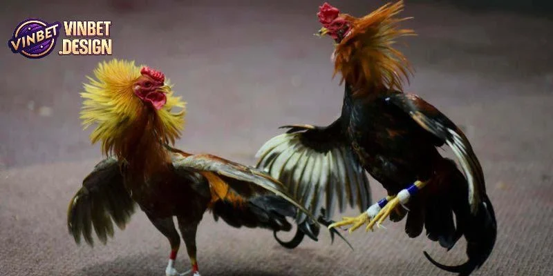 Sân chơi đá gà VINBET nổi tiếng