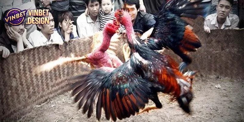 Hoàn tất các bước tham gia đặt cược đá gà VINBET