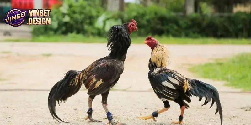Hướng dẫn các bước tham gia đặt cược đá gà VINBET