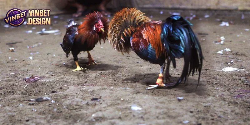 Đôi nét về trò chơi đá gà VINBET