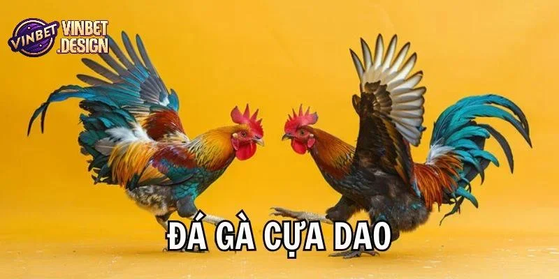 Giới thiệu về đá gà cựa dao trực tiếp