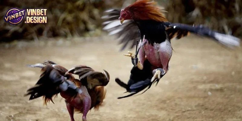 Quản lý vốn khi đặt cược đá gà cựa dao trực tiếp