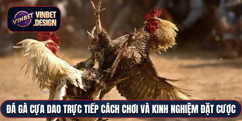 Đá gà cựa dao trực tiếp