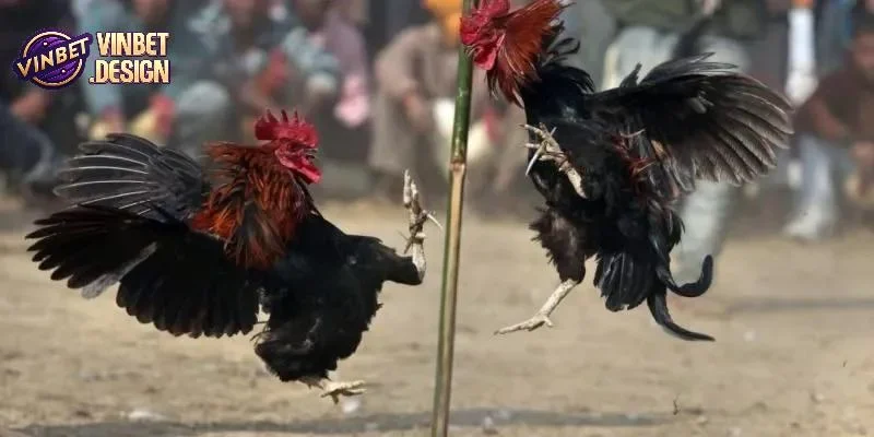 Tổng quan về soi kèo đá gà 2025