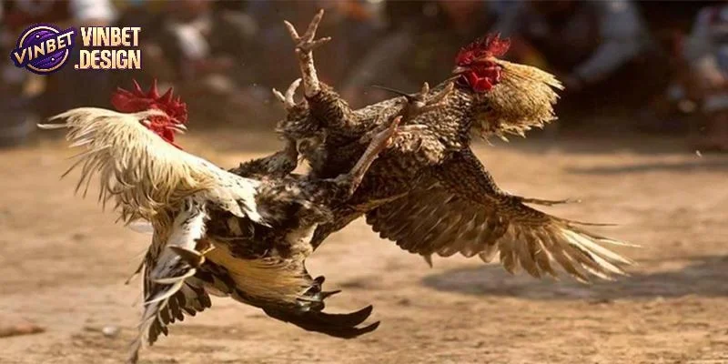 Các loại kèo phổ biến trong soi kèo đá gà 2025